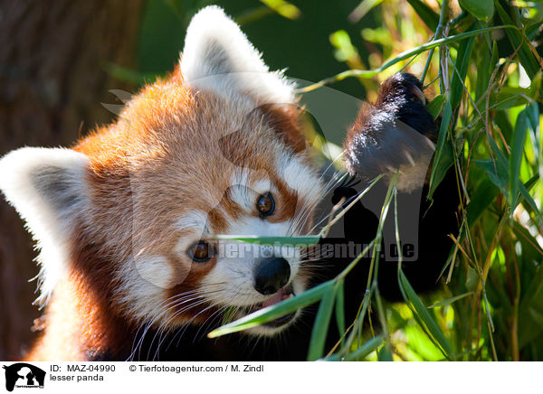 lesser panda / MAZ-04990