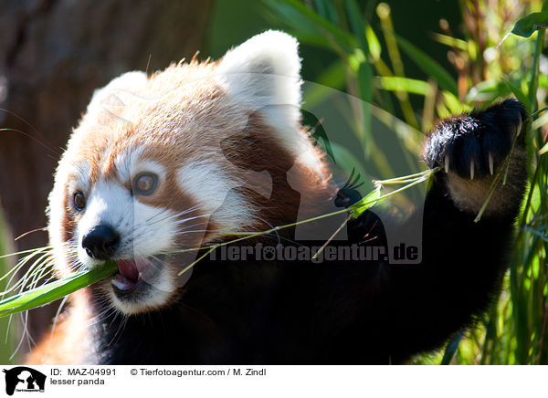 Kleiner Panda / lesser panda / MAZ-04991