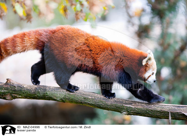lesser panda / MAZ-04996