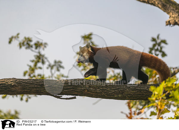 Kleiner Panda auf Baum / Red Panda on e tree / PW-03217
