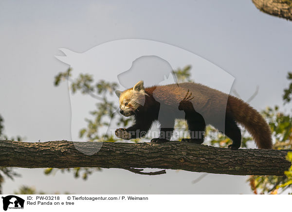 Red Panda on e tree / PW-03218