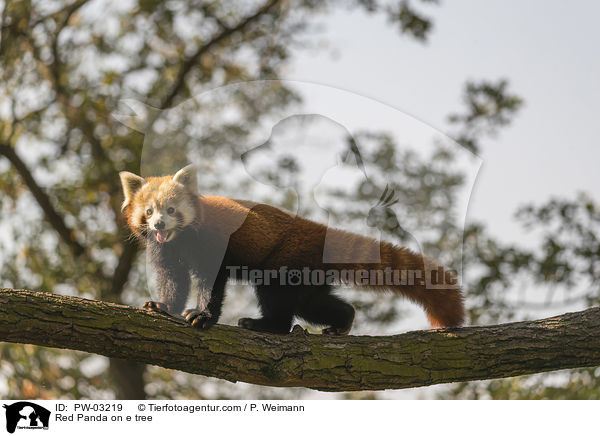 Red Panda on e tree / PW-03219