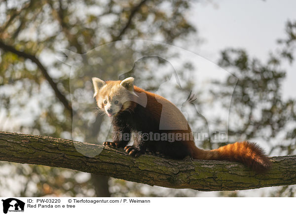 Red Panda on e tree / PW-03220