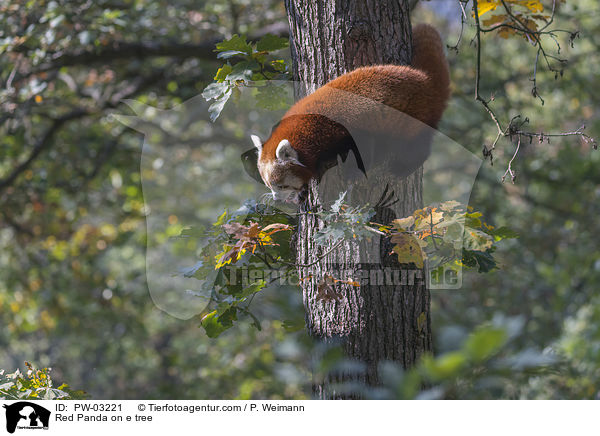 Kleiner Panda auf Baum / Red Panda on e tree / PW-03221