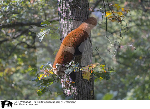 Kleiner Panda auf Baum / Red Panda on e tree / PW-03222