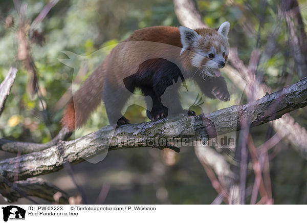 Kleiner Panda auf Baum / Red Panda on e tree / PW-03223