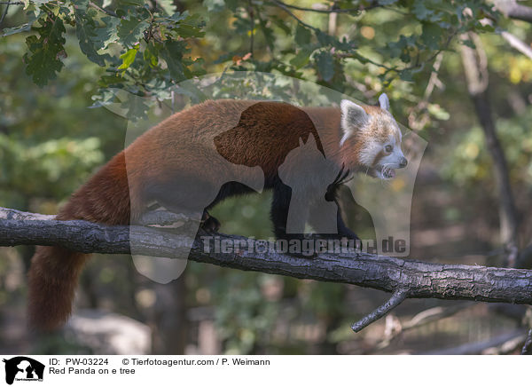 Kleiner Panda auf Baum / Red Panda on e tree / PW-03224