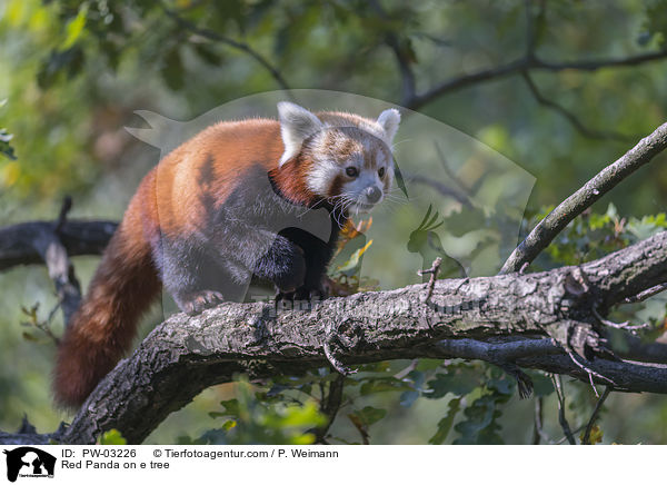 Kleiner Panda auf Baum / Red Panda on e tree / PW-03226