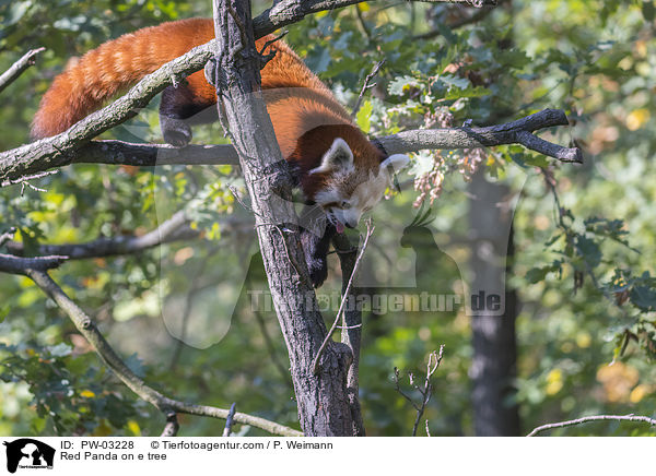 Kleiner Panda auf Baum / Red Panda on e tree / PW-03228