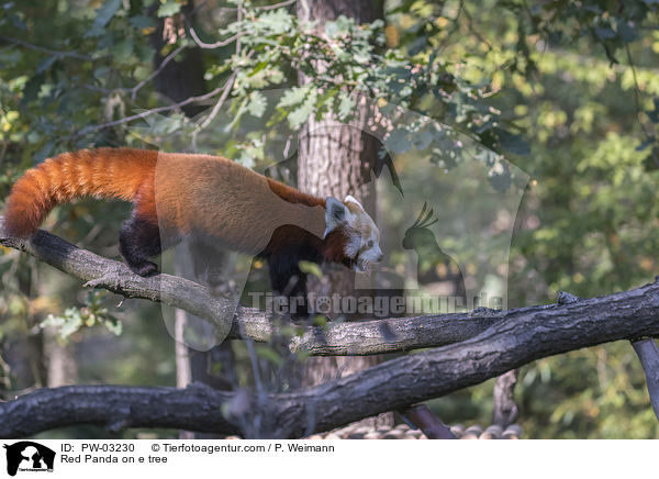 Red Panda on e tree / PW-03230