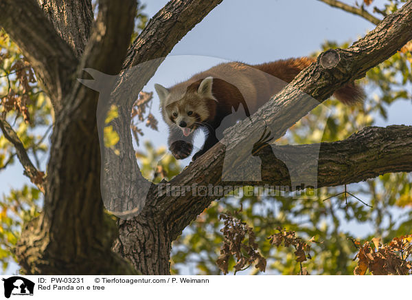 Kleiner Panda auf Baum / Red Panda on e tree / PW-03231