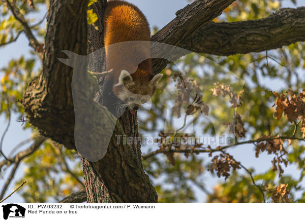 Kleiner Panda auf Baum / Red Panda on e tree / PW-03232