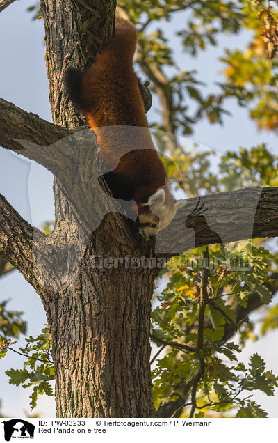 Red Panda on e tree / PW-03233