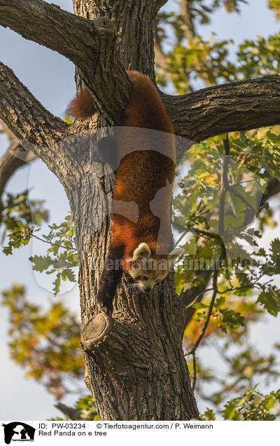 Kleiner Panda auf Baum / Red Panda on e tree / PW-03234