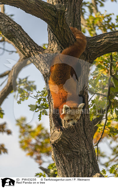 Kleiner Panda auf Baum / Red Panda on e tree / PW-03235