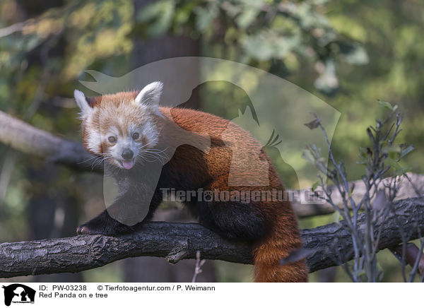 Kleiner Panda auf Baum / Red Panda on e tree / PW-03238