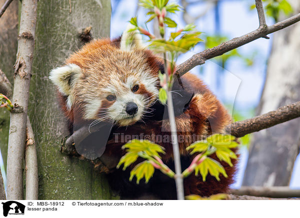 Kleiner Panda / lesser panda / MBS-18912