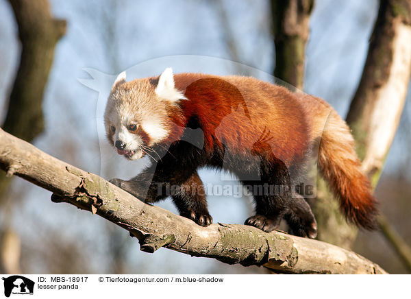 lesser panda / MBS-18917