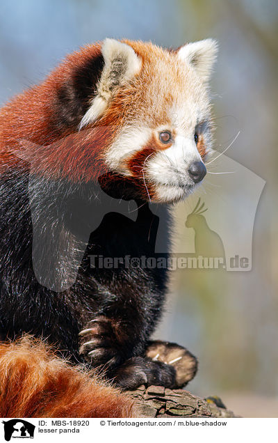 lesser panda / MBS-18920