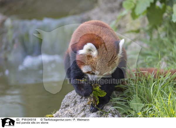 red panda sits on stone / PW-04918