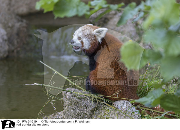 red panda sits on stone / PW-04919