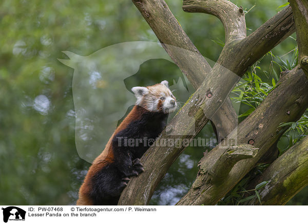 Kleiner Panda auf dem Ast / Lesser Panda on the branch / PW-07468