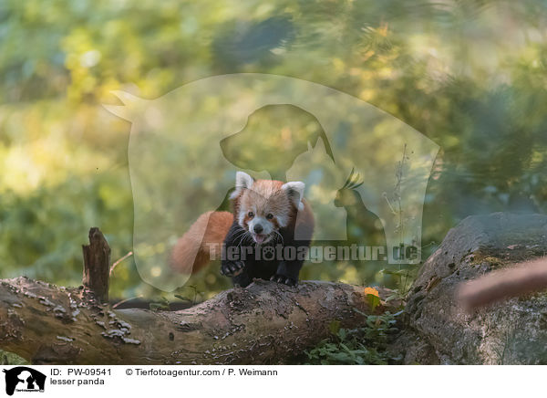 lesser panda / PW-09541
