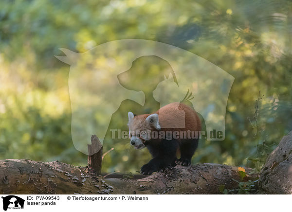 Kleiner Panda / lesser panda / PW-09543