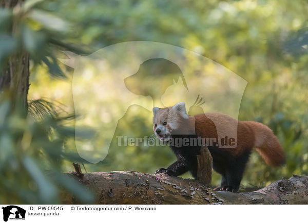 Kleiner Panda / lesser panda / PW-09545