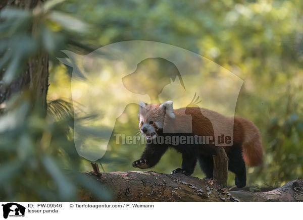 lesser panda / PW-09546