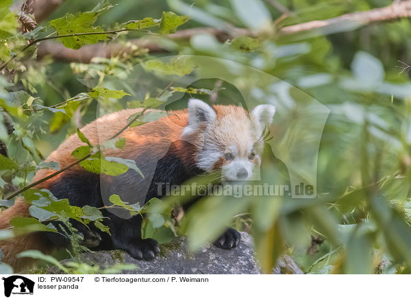 lesser panda / PW-09547