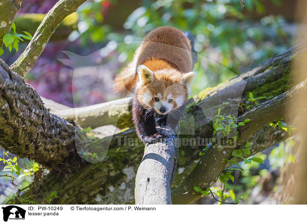 lesser panda / PW-10249