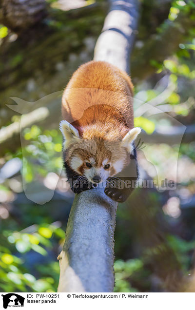 Kleiner Panda / lesser panda / PW-10251