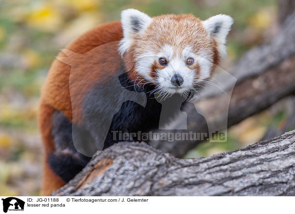 lesser red panda / JG-01188