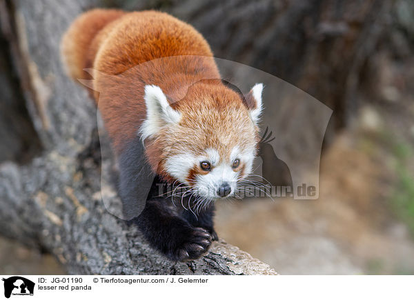 Kleiner Panda / lesser red panda / JG-01190