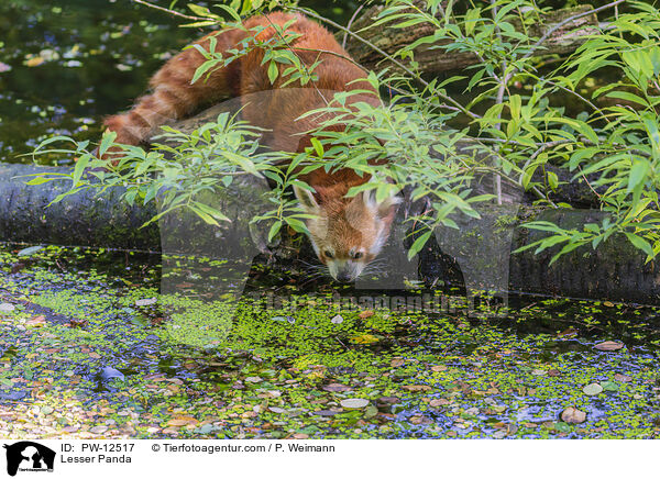 Lesser Panda / PW-12517