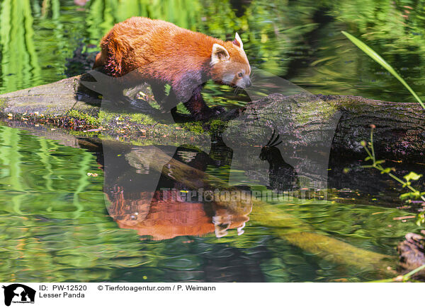 Kleiner Panda / Lesser Panda / PW-12520