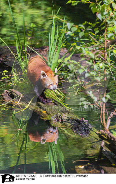 Lesser Panda / PW-12523