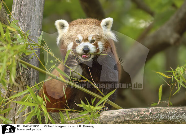 Kleiner Panda / lesser red panda / KAB-01831