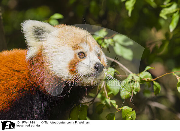 Kleiner Panda / lesser red panda / PW-17481