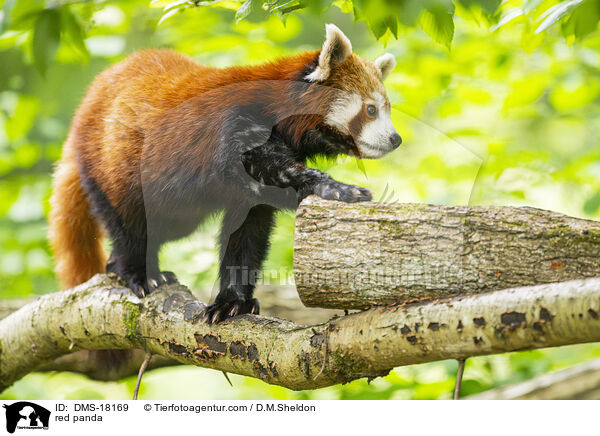 Roter Panda / red panda / DMS-18169