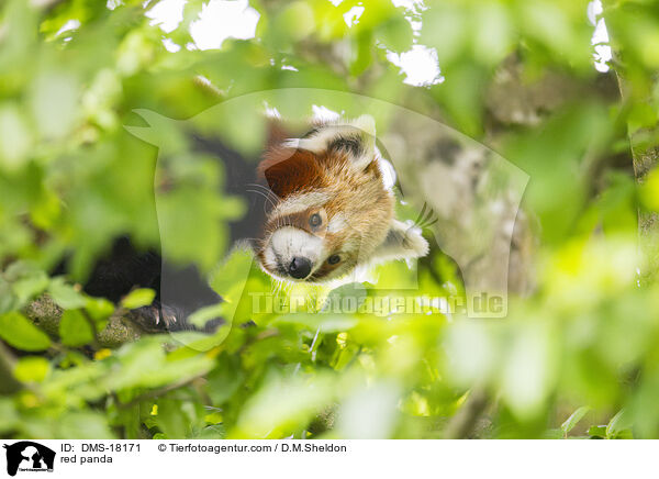 Roter Panda / red panda / DMS-18171
