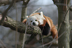 lesser panda