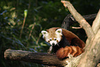 red panda in tree