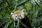 red panda in tree