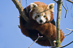 lesser panda