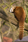 lesser Panda