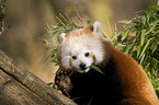 lesser Panda