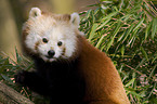 lesser Panda