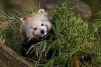 lesser Panda